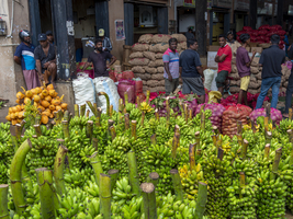 Großmarkt mit Bananen Stauden, Dambulla, Sri Lanka