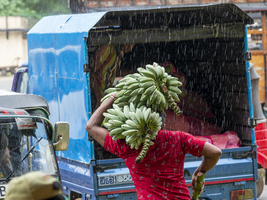 Mann trägt Bananen Stauden auf Schulter im Regen zum Laster, Dambulla, Sri Lanka