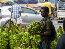 Großmarkt mit Bananen Stauden, Dambulla, Sri Lanka