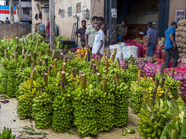 Großmarkt mit Bananen Stauden, Dambulla, Sri Lanka
