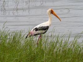 Buntstorch (Mycteria leucocephala) der Gattung Nimmersatt, Minneriya National Park, Sri Lanka