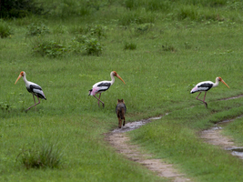 Buntstörche (Mycteria leucocephala) der Gattung Nimmersatt, Minneriya National Park, Sri Lanka