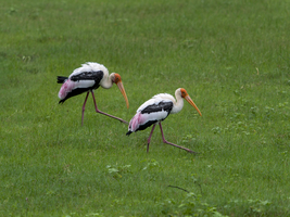 Buntstörche (Mycteria leucocephala) der Gattung Nimmersatt, Minneriya National Park, Sri Lanka