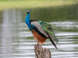 Blauer Pfau (Pavo cristatus) Minneriya National Park, Sri Lanka