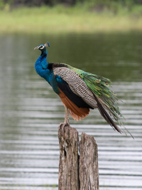 Blauer Pfau (Pavo cristatus) Minneriya National Park, Sri Lanka