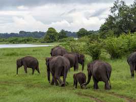 Elefanten Herde (Elephas maximus maximus) Minneriya National Park, Sri Lanka