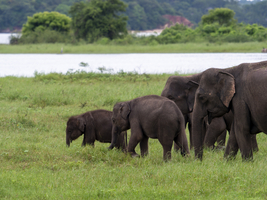 Elefanten Herde (Elephas maximus maximus) Minneriya National Park, Sri Lanka