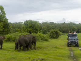 Elefanten Herde (Elephas maximus maximus) und Geländewagen, Minneriya National Park, Sri Lanka