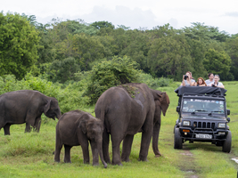 Elefanten Herde (Elephas maximus maximus) und Geländewagen, Minneriya National Park, Sri Lanka