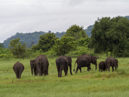 Elefanten Herde (Elephas maximus maximus) Minneriya National Park, Sri Lanka