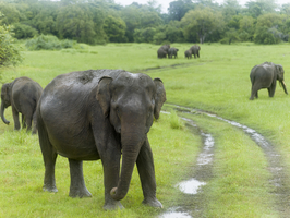 Elefanten Herde (Elephas maximus maximus) Minneriya National Park, Sri Lanka