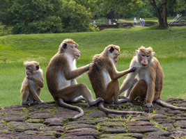Ceylon-Hutaffen (Macaca sinica) Gruppe sitzt in Reihe zusammen, Sri Lanka