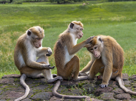 Ceylon-Hutaffen (Macaca sinica) Gruppe sitzt in Reihe zusammen, Sri Lanka