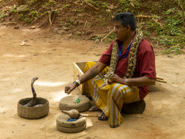Schlangenbeschwörer mit Kobra im Korb und Würgeschlange um Hals, Sri Lanka