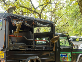 Affen stürmen einen Safari Geländewagen, Sri Lanka