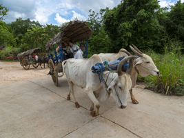 Ochsengespann und Ochsenkarren, Sri Lanka