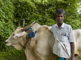 Singhalesischer Mann mit seinem Ochsen, Sri Lanka