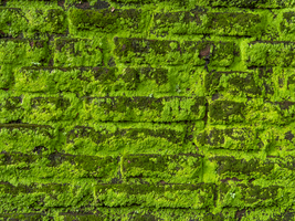 Grün bewachsene alte Ziegelsteine, antike Mauer, Hintergrund