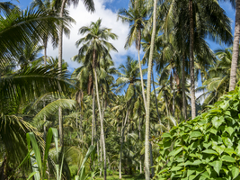 Tropische Vegetation mit Palmen, Sri Lanka