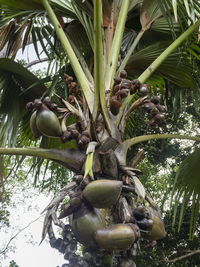 Coco de Mer der Seychellenpalme (Lodoicea maldivica), Botanischer Garten Kandy, Sri Lanka