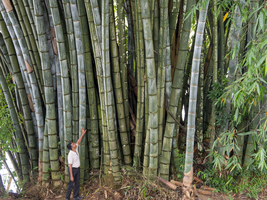 Riesenbambus (Dendrocalamus giganteus), Botanischer Garten Kandy, Sri Lanka