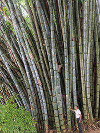 Riesenbambus (Dendrocalamus giganteus), Botanischer Garten Kandy, Sri Lanka