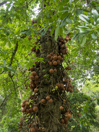 Kanonenkugelbaum (Couroupita guianensis), Botanischer Garten Kandy, Sri Lanka