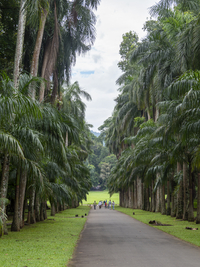 Allee mit Königspalmen, Botanischer Garten Kandy, Sri Lanka