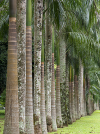 Allee mit Königspalmen, Botanischer Garten Kandy, Sri Lanka