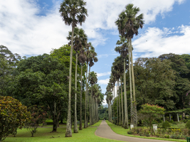 Allee mit Königspalmen, Botanischer Garten Kandy, Sri Lanka