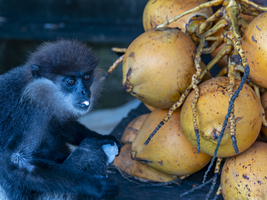 Affe mit Kokosnüssen, Sri Lanka