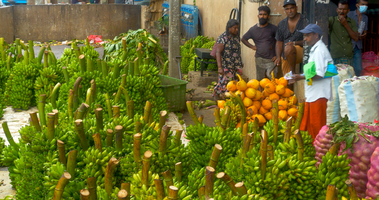 Großmarkt für Gemüse und Obst, Bananen Stauden, Arbeiter und Säcke, Dambulla, Sri Lanka