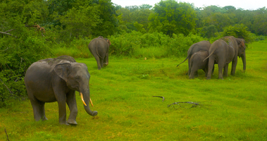 Elefanten (Elephas maximus maximus) Herde im Minneriya Nationalpark, Sri Lanka