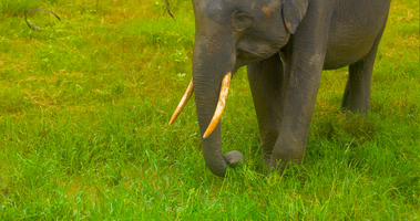 Elefanten (Elephas maximus maximus) Herde im Minneriya Nationalpark, Sri Lanka