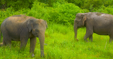 Elefanten (Elephas maximus maximus) Herde im Minneriya Nationalpark, Sri Lanka