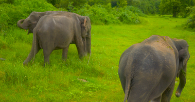 Elefanten (Elephas maximus maximus) Herde im Minneriya Nationalpark, Sri Lanka
