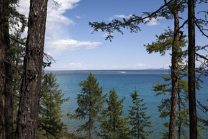 Coniferous trees at Khuvsgul lake, Mongolia