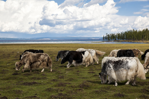 Yaks grazing at Khuvsgul lake, Mongolia
