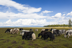 Yaks grazing at Khuvsgul lake, Mongolia