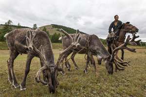 Reindeer and rider, Mongolia