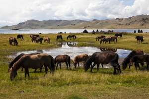 Horses herd at the lake, Mongolia
