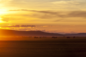 Evening mood in the steppe in the Orkhon Valley, Mongolia