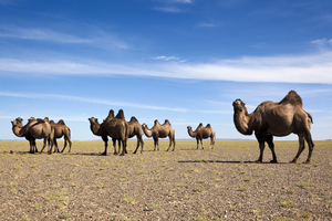 Camels in stone desert, Mongolia