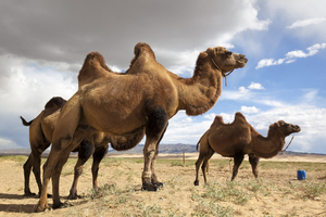 Group of camels in Gobi desert, Mongolia