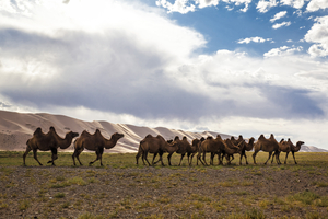 Caravan camels in front of Hongor sand dunes, Gobi, Mongolia