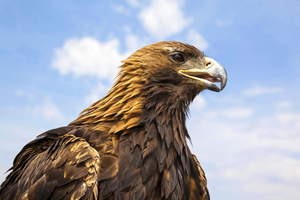 Golden eagle, close-up, Mongolia