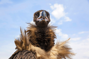 Vulture, close-up, Mongolia