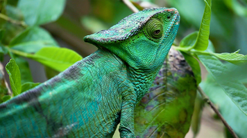Chameleon in slow movements, Madagascar