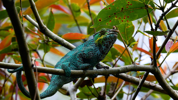 Chameleon eats insect, Madagascar