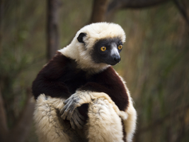 Beautiful lemur (Lemuriformes), brown and white, sitting, beautiful fur, yellow eyes, Madagascar
